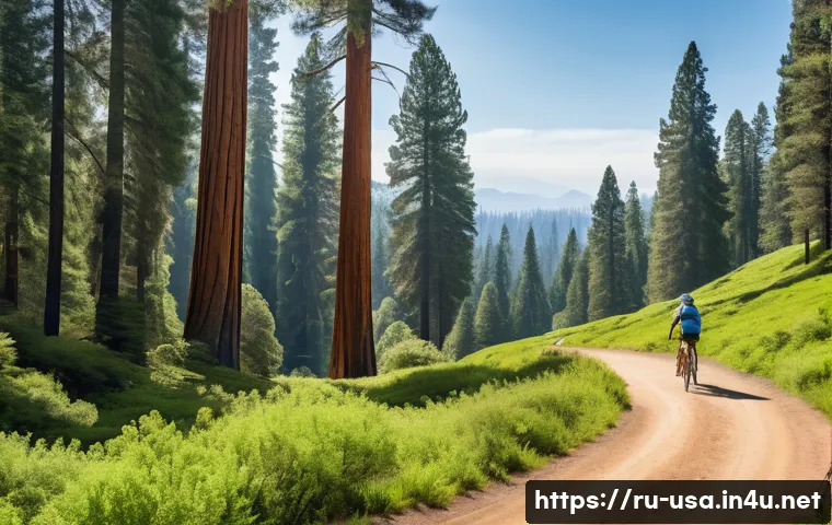 미국 자전거 여행 추천 루트 - A scenic bicycle route through a lush national park in the United States, featuring towering sequoia...